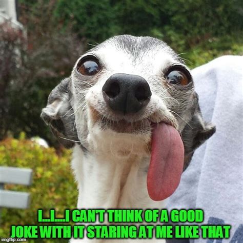 More specifically, their tongue sticking out just a bit tells you that theyre feeling chill. . Dog sticking tongue out meme
